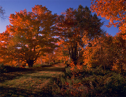 Tree-lined road and fall foliage